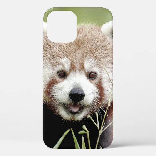 coque iphone Photo panda géant, animaux. (Verso)