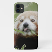 Coque Photo panda rouge, panda roux, animaux.