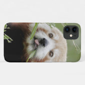 Coque Photo panda rouge, panda roux, animaux. (Dos (Horizontal))