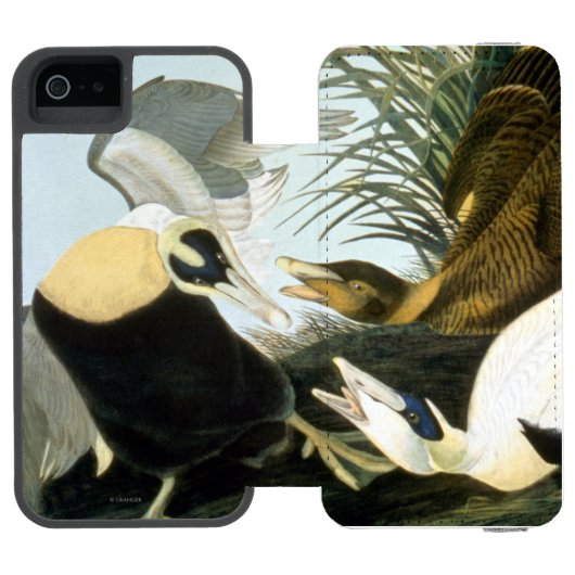 Coque Portefeuille Incipio Pour iPhone Audubon : Canard d'Eider (Folio Ouvert)