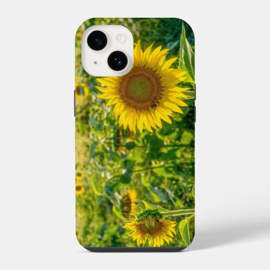 Coque Pour iPhone 14 Champ de Tournesols Dorés (Verso)