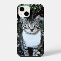 CHAT TURC NOIR ET BLANC RONIN