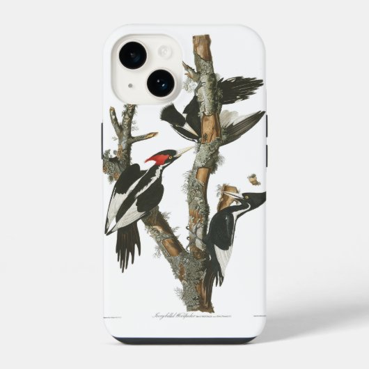 Coque Pour iPhone 14 Pic Audobon à bec d'ivoire (Verso)