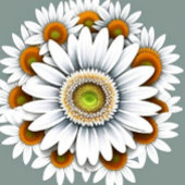 Coque Pour iPhone 14 Plus Fleur de marguerite