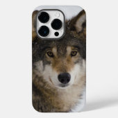 Coque Pour iPhone 14 Pro Wolf Face iPhone / coque ipad (Verso)