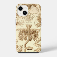Vintage Haeckel