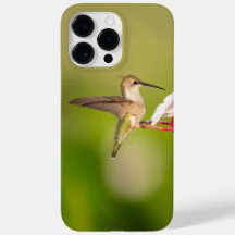 Coque de téléphone iPhone Colibri à gorge rubis #1