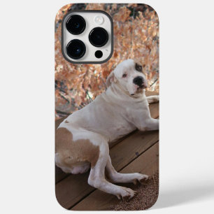 Coque Pour Pour iPhone 14 Pro Max Pitbull Porch Chien coque iphone