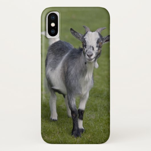 Coque Pygmy chèvre iPhone X (Dos)