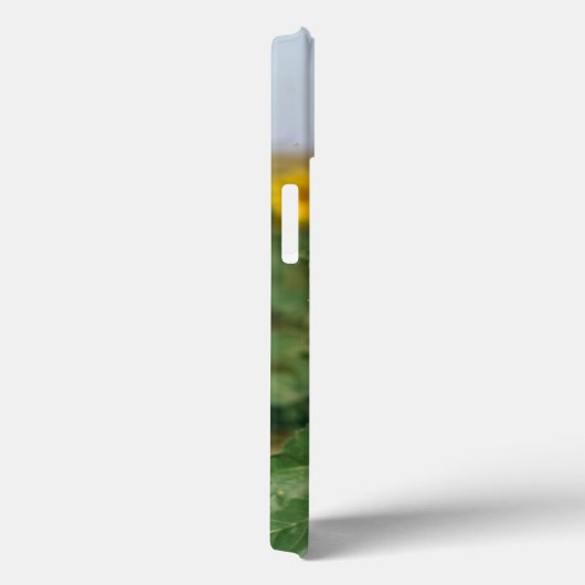 Coque Sunflower iPhone 13 (Verso / Droite)