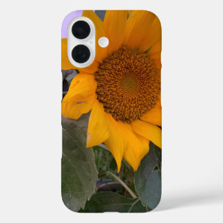 Coque tournesol