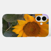 Coque tournesol (Verso (horizontal))