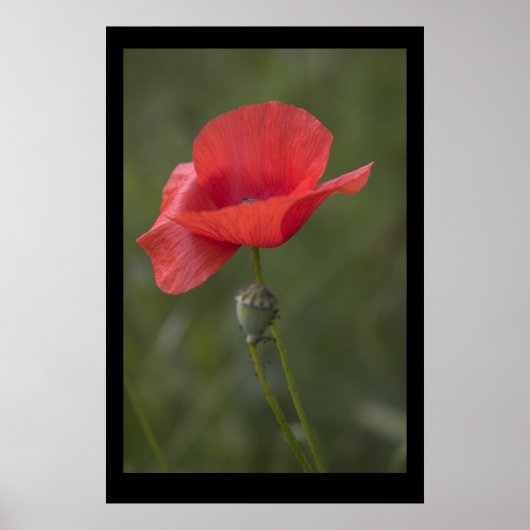 Coquelicot. Poster par cARTerART (Devant)