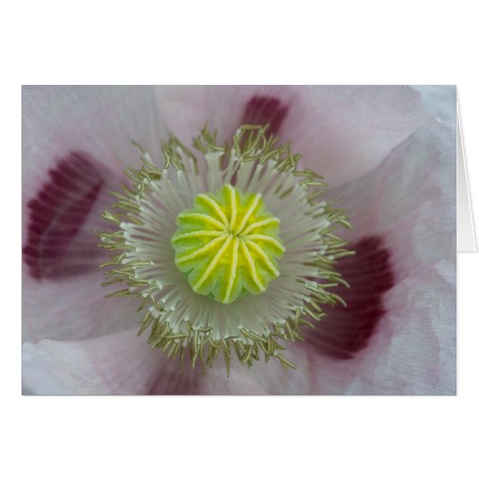 Coquelicot rose en gros plan (Devant horizontal)