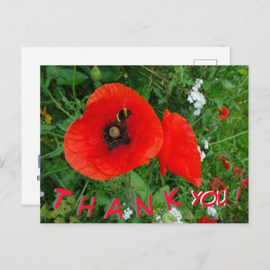 Coquelicots avec abeille CARTE POSTALE MERCI (Devant / Derrière)