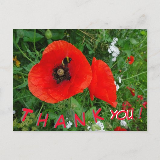 Coquelicots avec carte postale THANK YOU abeille (Devant)