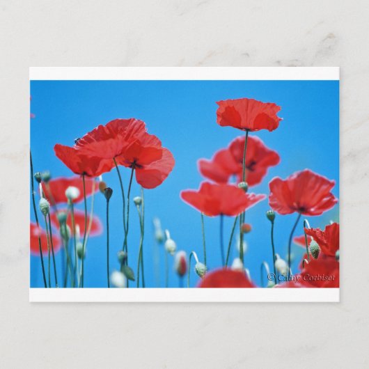 Coquelicots de Provence Briefkaart (Voorkant)