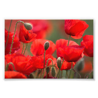 Coquelicots Rouges – Affiche de Photographie Flora