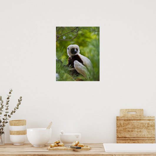 Coquerel Sifaka in het bos 2 Poster (Keuken)
