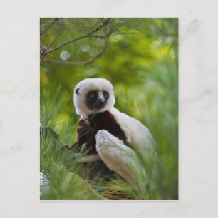 Coquerel's Sifaka in het bos 2 Briefkaart
