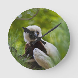 Coquerel's Sifaka in het bos 2 Ronde Klok