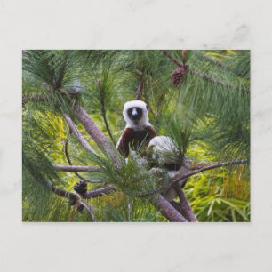 Coquerel's Sifaka in het bos Briefkaart
