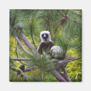 Coquerel's Sifaka in het bos Magneet