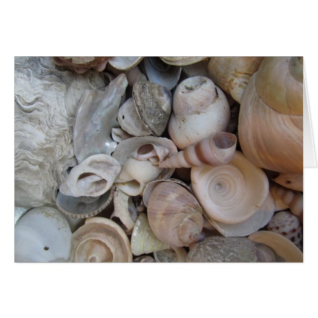 Coques (Devant horizontal)