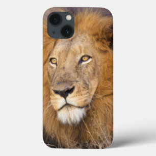 Coques Pour iPhone A portrait of a Lion looking into the distance