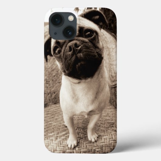 Coques Case-Mate iPhone A Pug with its Head Titled to the Side (Verso)