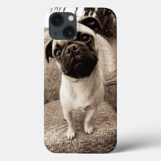 Coques Case-Mate iPhone A Pug with its Head Titled to the Side (Verso)