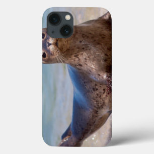 Etui iPhone 13 A seal on a beach along the Pacific Coast