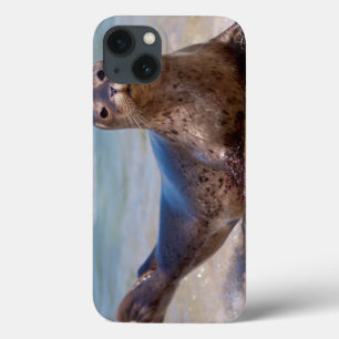 iPhone 13 Coque A seal on a beach along the Pacific Coast