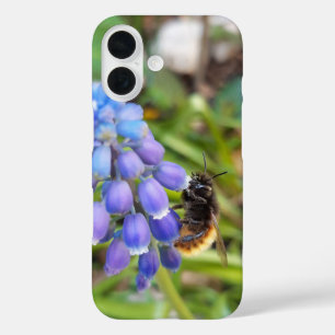 Coques iPhone 16 Abeille sur Muscari Armeniacum, Grape Hyacinth