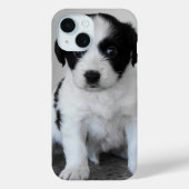 Coques Case-Mate iPhone adorable Chiot noir et blanc (Verso)