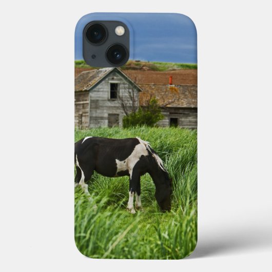Coques Case-Mate iPhone Affichage des chevaux dans un champ de la Palouse (Verso)