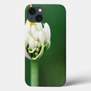 Coques Pour iPhone African Lily, Agapanthus Praecox, Cape Town