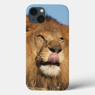 iPhone 13 Case African Lion (Panthera Leo), African savannah