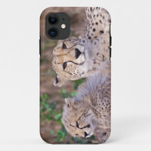 Coque Case-Mate Pour iPhone Afrique, Afrique du Sud, réserve de Tswalu. Guépar