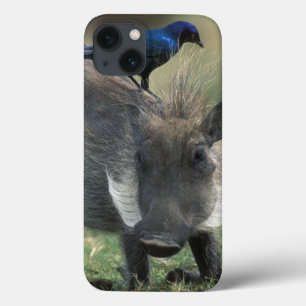 iPhone 13 Case Afrique du Sud, Pilanesburg GR, Phacochère