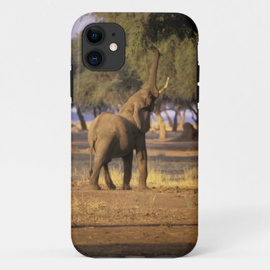 Coques Case-Mate iPhone Afrique, Kenya, Masaï Mara. Eléphant (Loxodonta) (Dos)