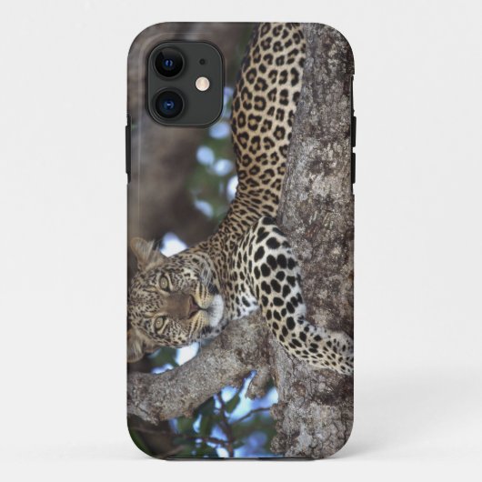 Coques Case-Mate iPhone Afrique. Kenya. Masaï Mara. Leopard (Panthera) (Dos)