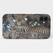 Coques Case-Mate iPhone Afrique. Kenya. Masaï Mara. Leopard (Panthera) (Dos (Horizontal))