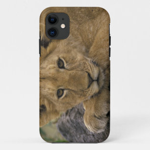 Coque Case-Mate Pour iPhone Afrique, Kenya. Portrait de lion.