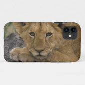 Coques Case-Mate iPhone Afrique, Kenya. Portrait d'un lion. (Dos (Horizontal))