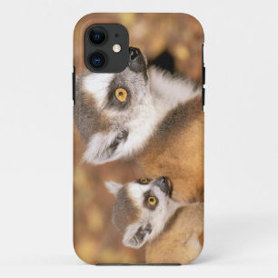 Coque Case-Mate Pour iPhone Afrique, Madagascar, Réserve privée de Berenty.