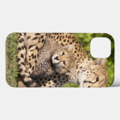 Coques Case-Mate iPhone Afrique. Tanzanie. Guépard mère et petits 2 (Verso (horizontal))