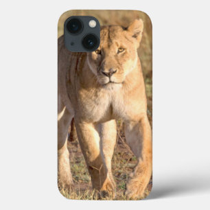 iPhone 13 Coque Afrique, Tanzanie, Serengeti. Lion et lionne