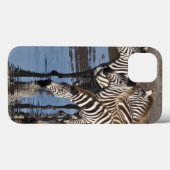 Coques Case-Mate iPhone Afrique. Tanzanie. Zèbres buvant à Ndutu (Verso (horizontal))