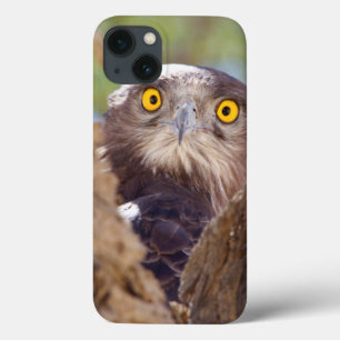 Case-Mate iPhone Case Aigle serpentaire à poitrine blanche